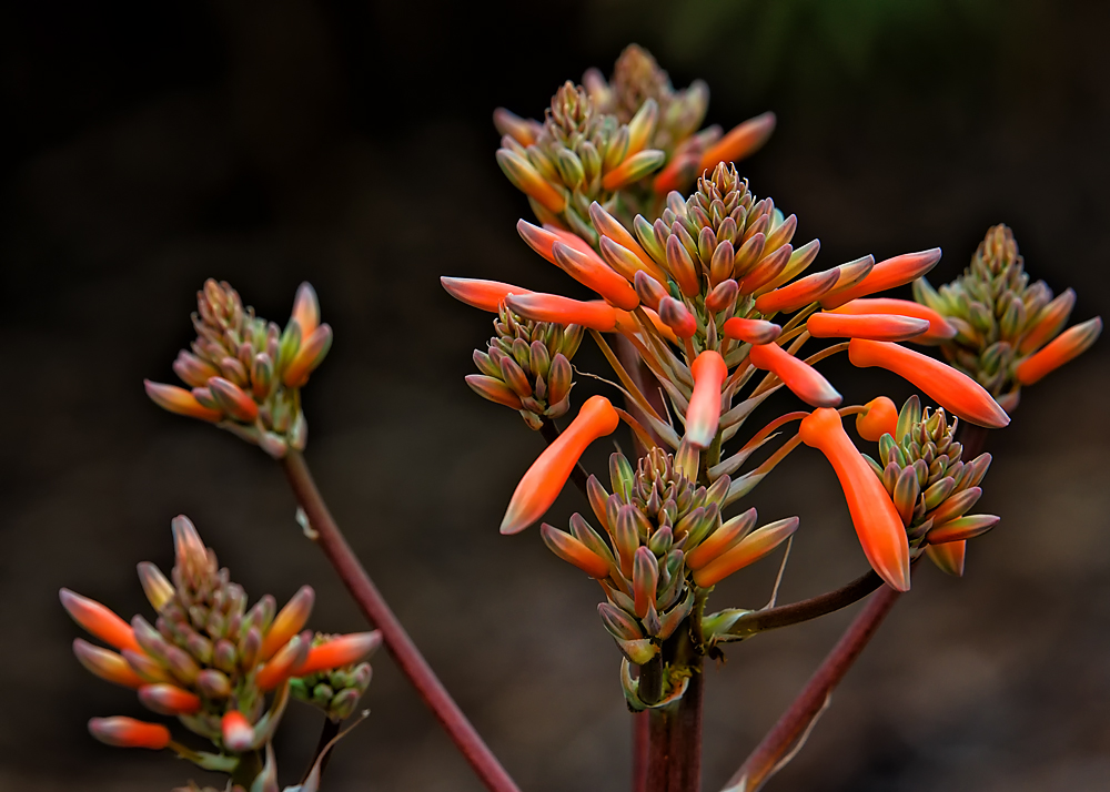 10 January 2016 - Dark Flower Shot (2).jpg