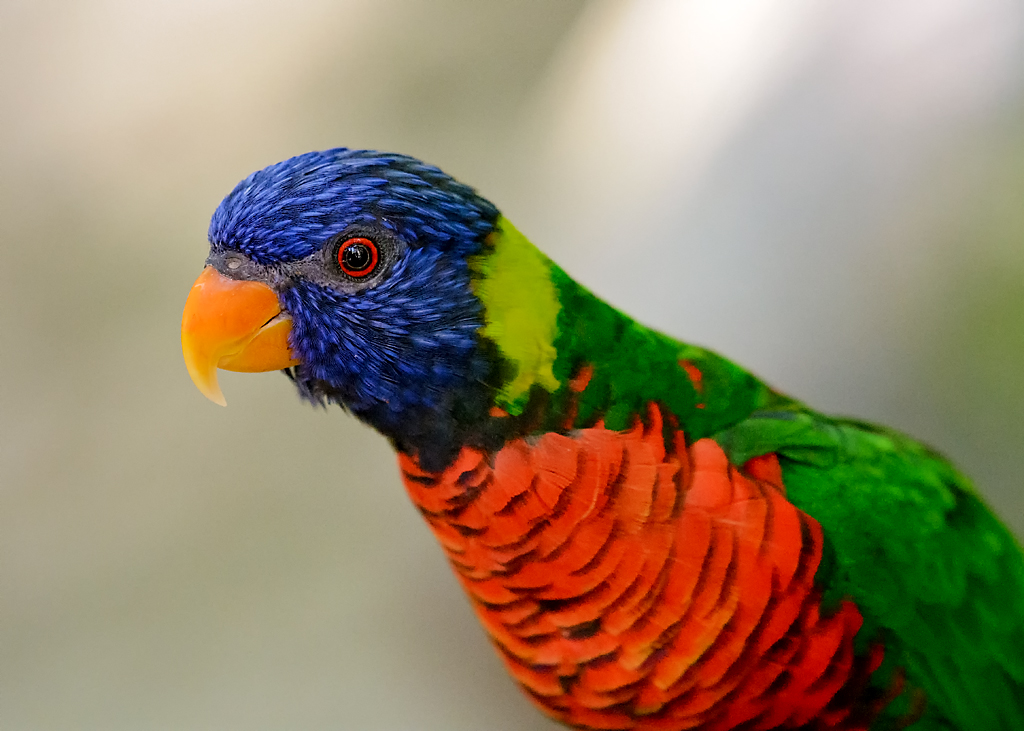 10 October 2015 - Lorakeet Says, What.jpg