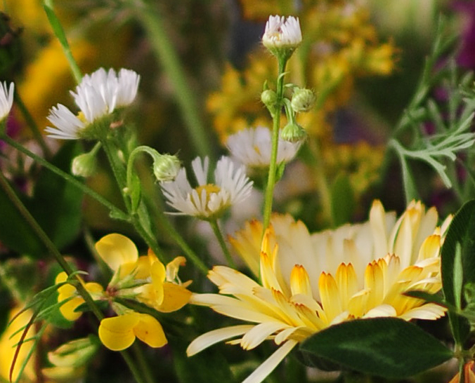 100% crop wild flowers aug20th.jpg