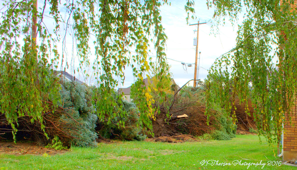 100 Year Old Pine Trees Toppled like Dominoes #3  9-22-2016.jpg