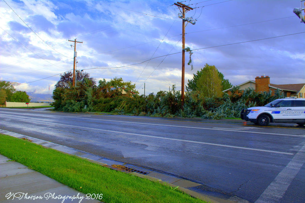 100 Year Old Pine Trees Toppled like Dominoes 9-22-2016.jpg