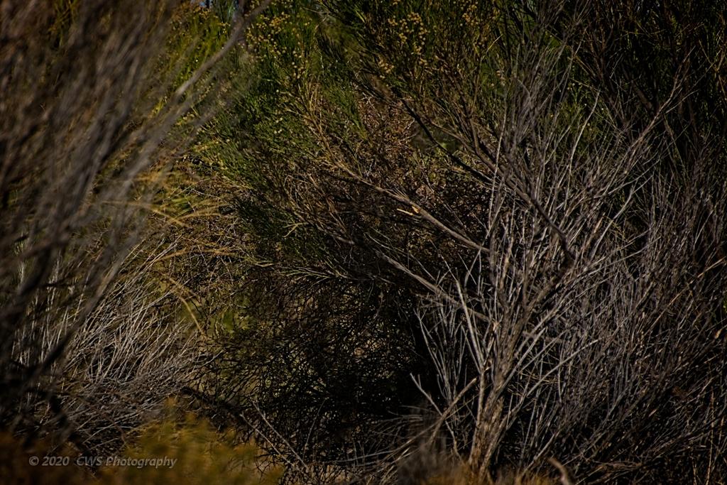 11-05-2020-cr_D7K4624-ON1.jpg