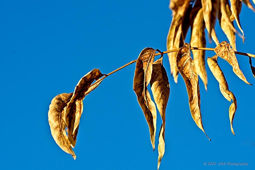 11-16-2020-cr__D7K4653-ON1.jpg
