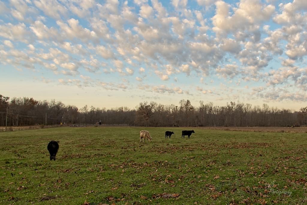 11-20-21-CR-_7505898_HDR-2021-11-20-145245_ -ON1.jpg