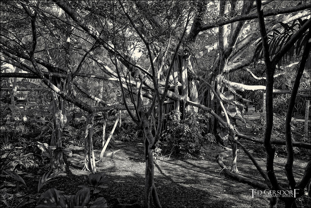 11-22-16 Sony28   21.1BWsm.jpg