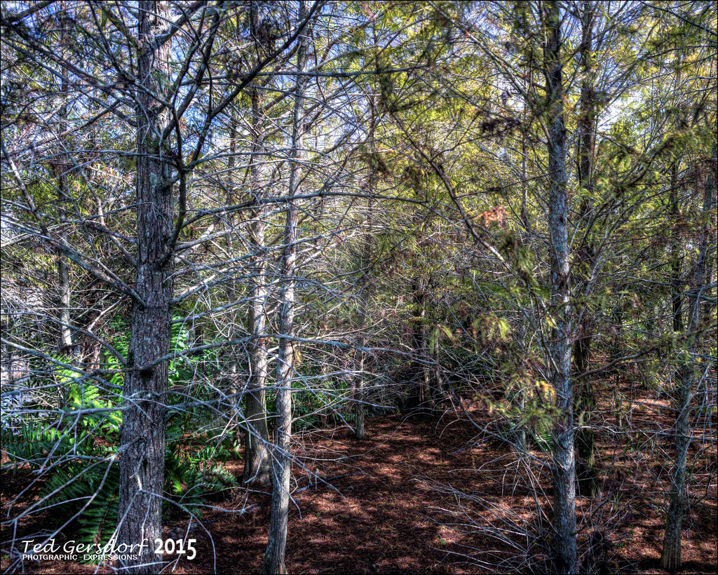 11-28-15 Green Cay    7.jpg