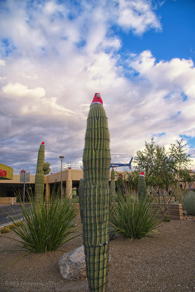 11-30-18-cr__7508279_HDR-ON1.jpg