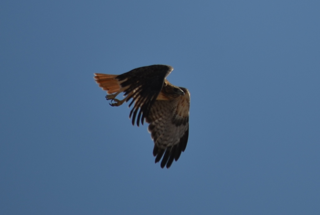 11th August 2013-1 034.JPG