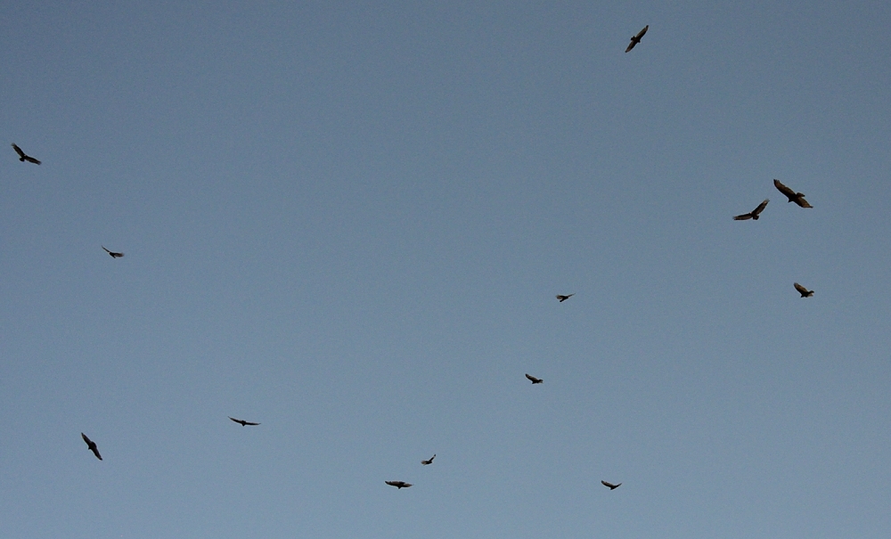 11th May 2014 - 131 048.JPG