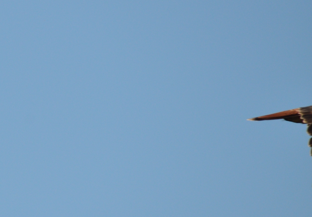 11th Oct 2015 051.JPG