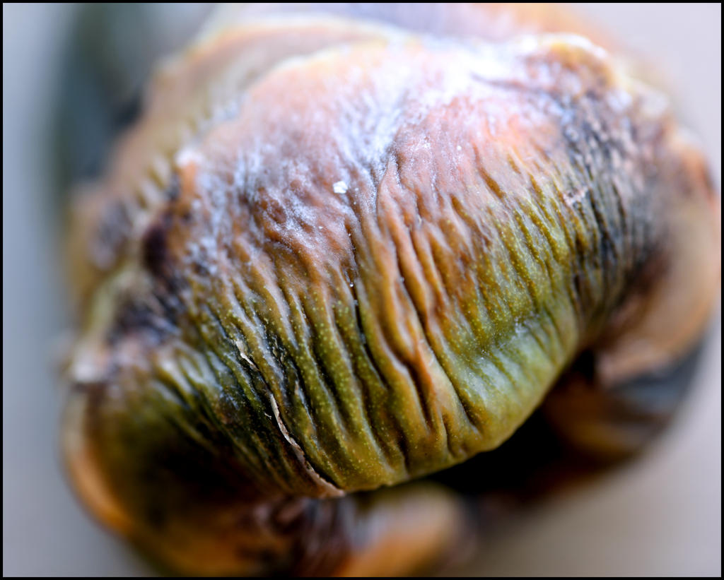 12-09-16 Baby Nut     10.jpg
