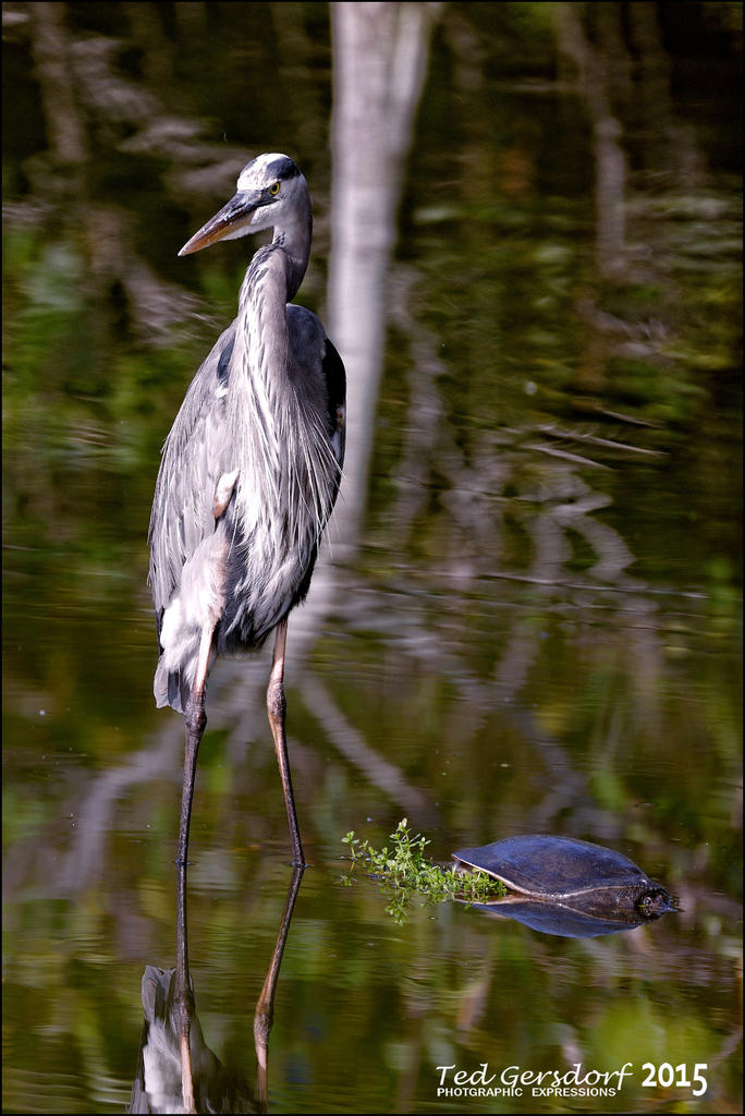 12-15-15 Wakodahatchee  10.jpg