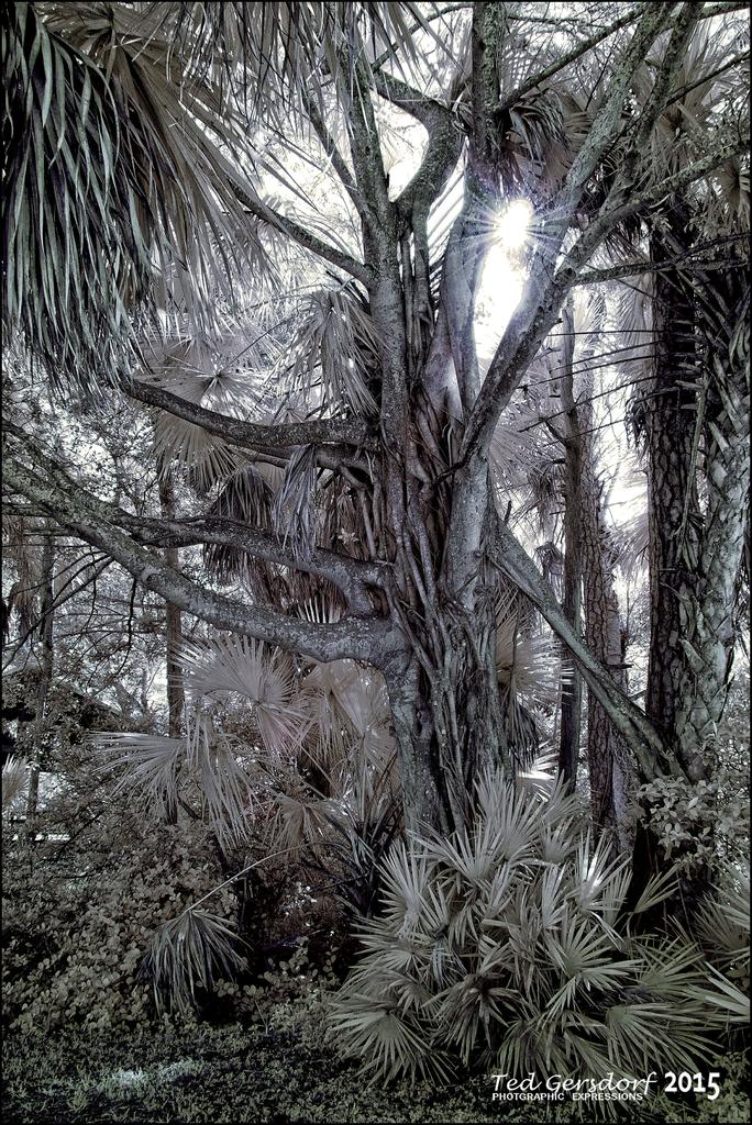 12-16-15 Tradewinds IR   11.jpg