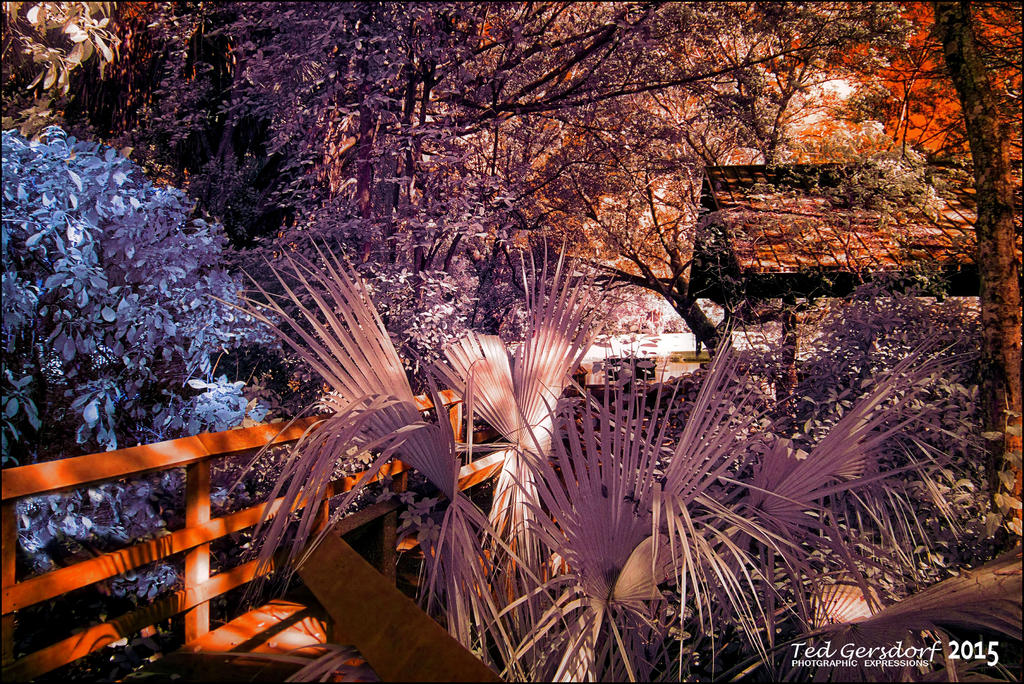 12-16-15 Tradewinds IR   12.jpg