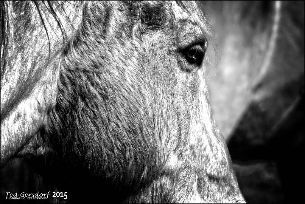 12-16-15 Tradewinds IR   15BW.jpg