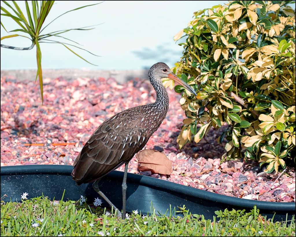 12-19-15  Visitor  1.jpg