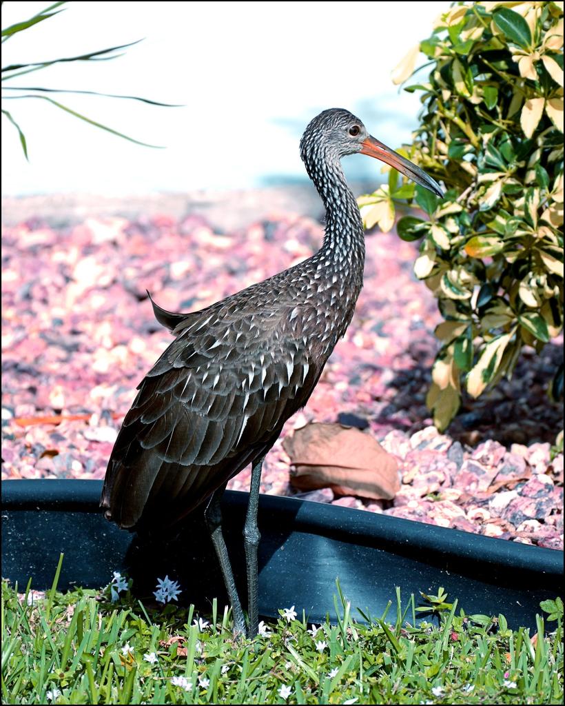 12-19-15  Visitor  2.jpg
