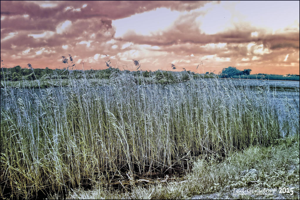 12-21-15 Loxahatchee IR    2.jpg