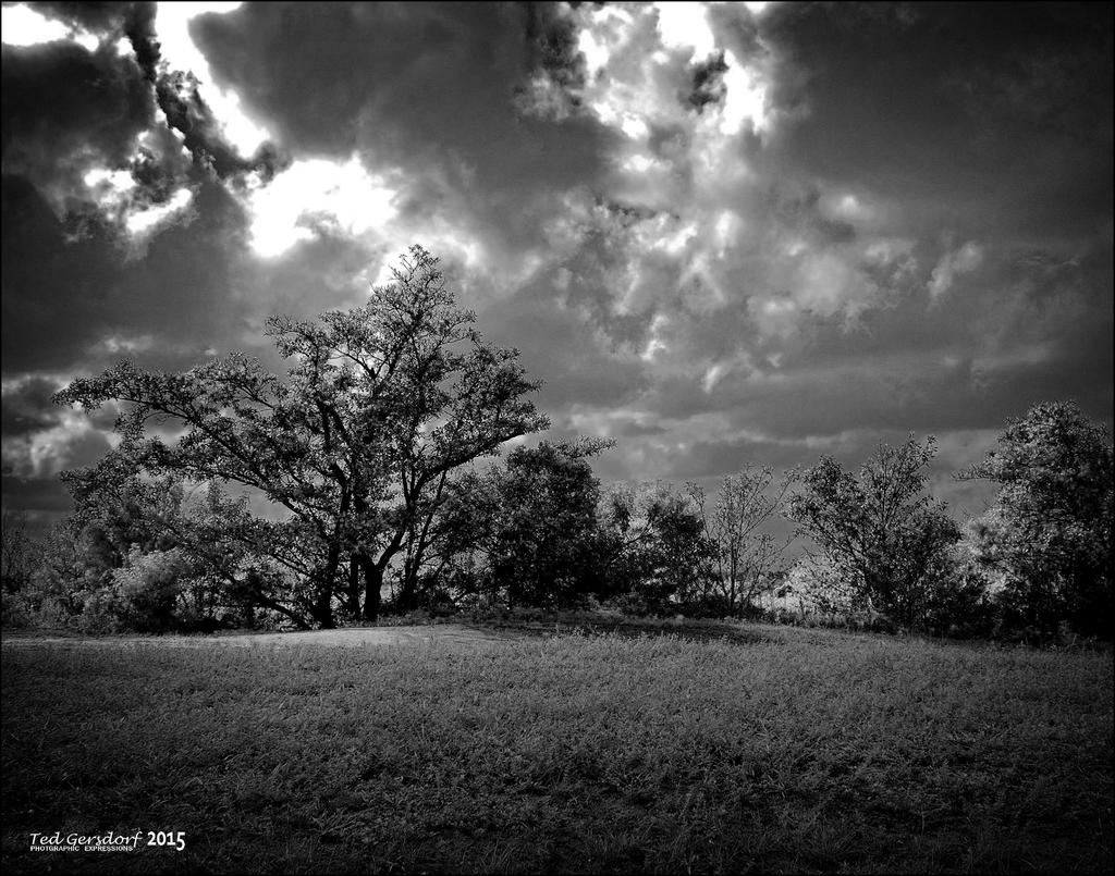 12-21-15 Loxahatchee IR    4BWsp.jpg
