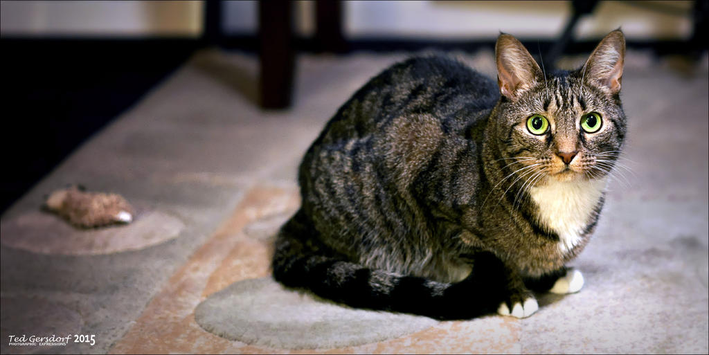 12-3-15 Bill the Cat and Friend.jpg
