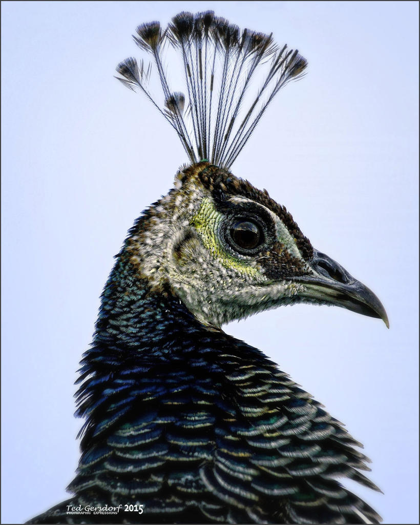 12-30-15 Pea Hen    1.jpg