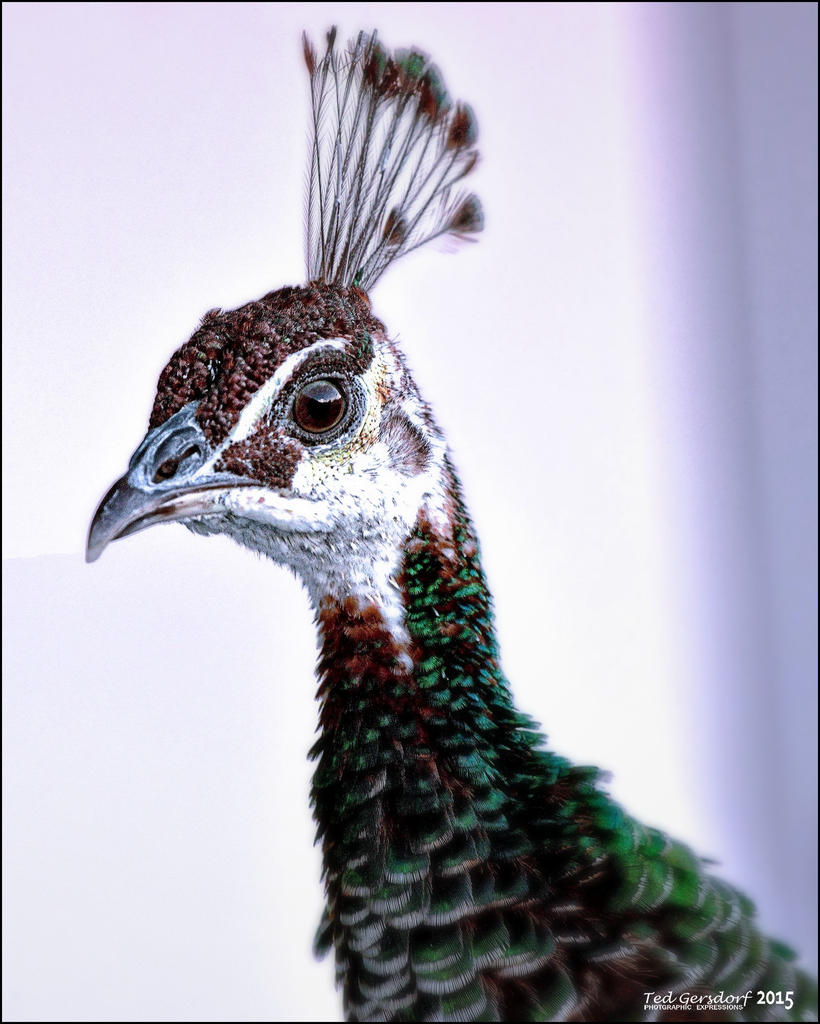 12-30-15 Pea Hen    2.jpg