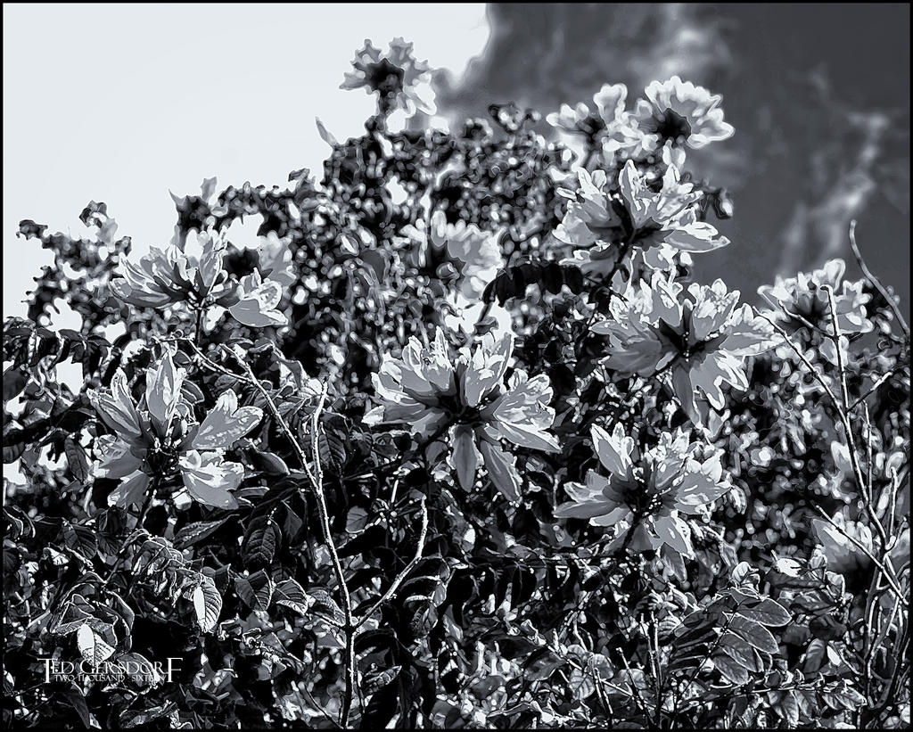12-31-16 DFB Arboretum   11BWsm.jpg