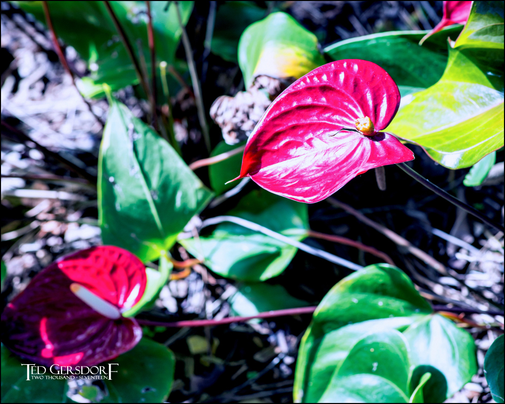 12-31-16 DFB Arboretum   13Small_2226CMA  8-28-2015.JPG