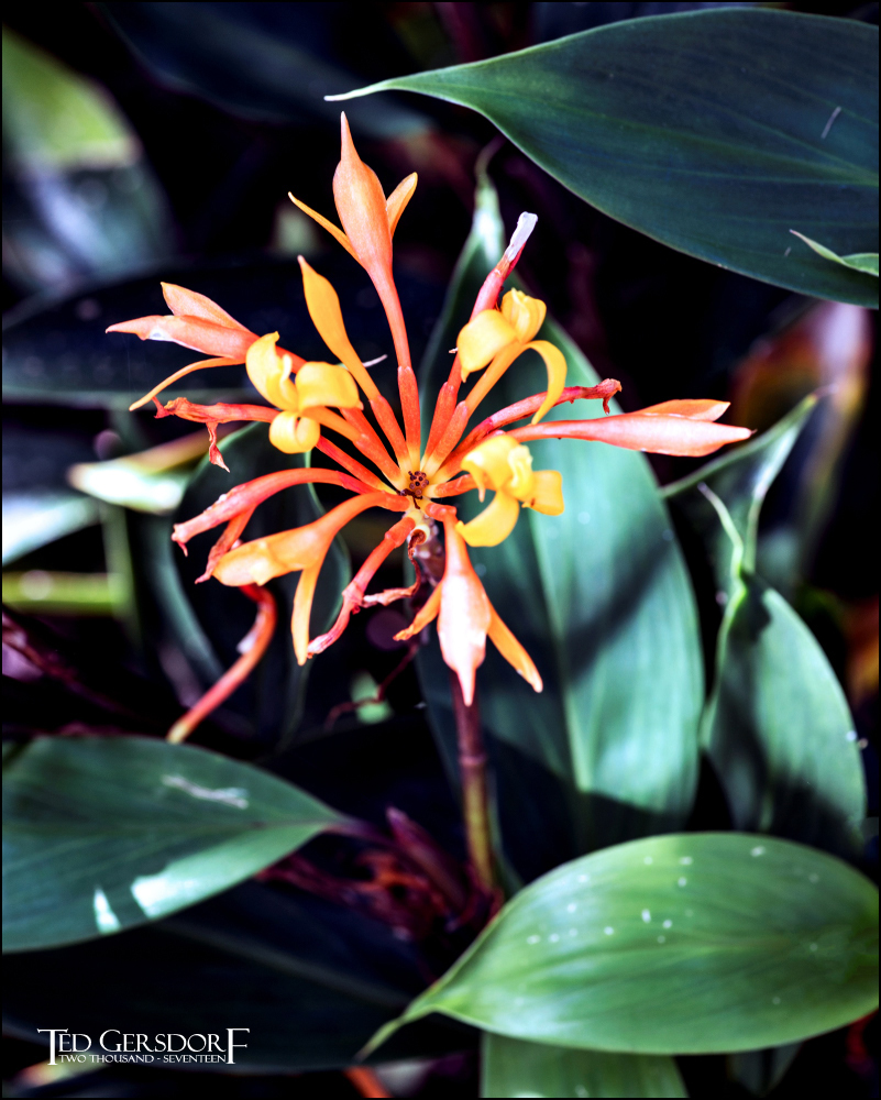 12-31-16 DFB Arboretum   14Small_2227CMA  8-28-2015.JPG