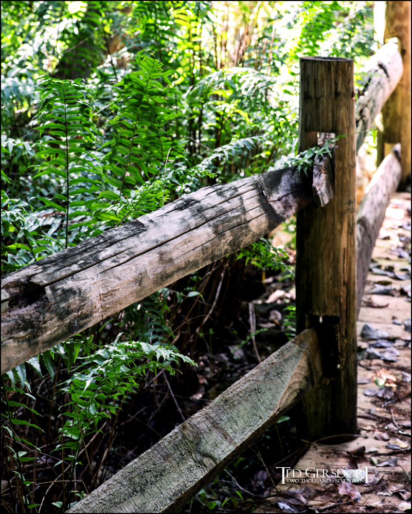 12-31-16 DFB Arboretum   20Small_2233CMA  8-28-2015.JPG