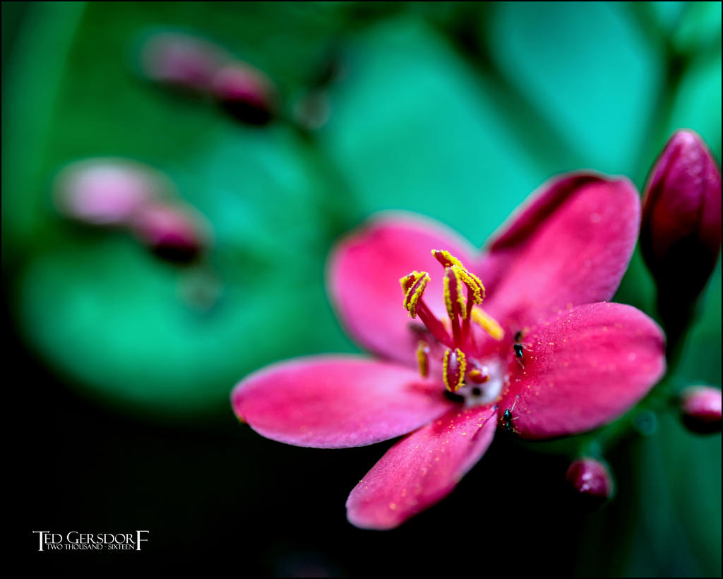 12-31-16 DFB Arboretum   9sm.jpg