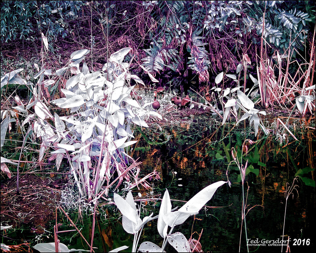 12-31-2015 Wetlands    5.jpg