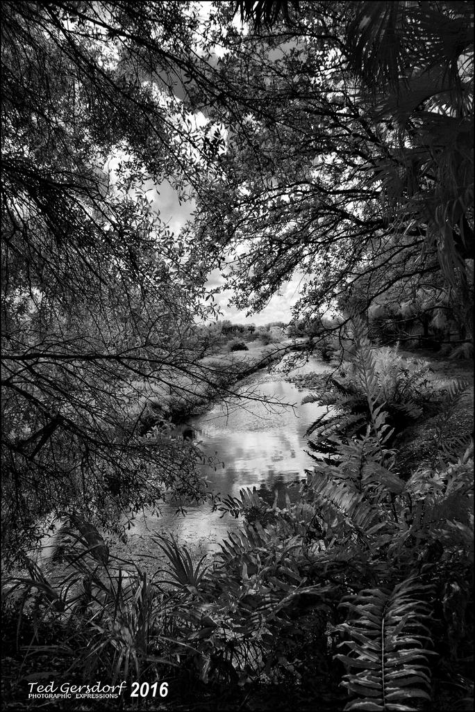 12-31-2015 Wetlands    9BW.jpg