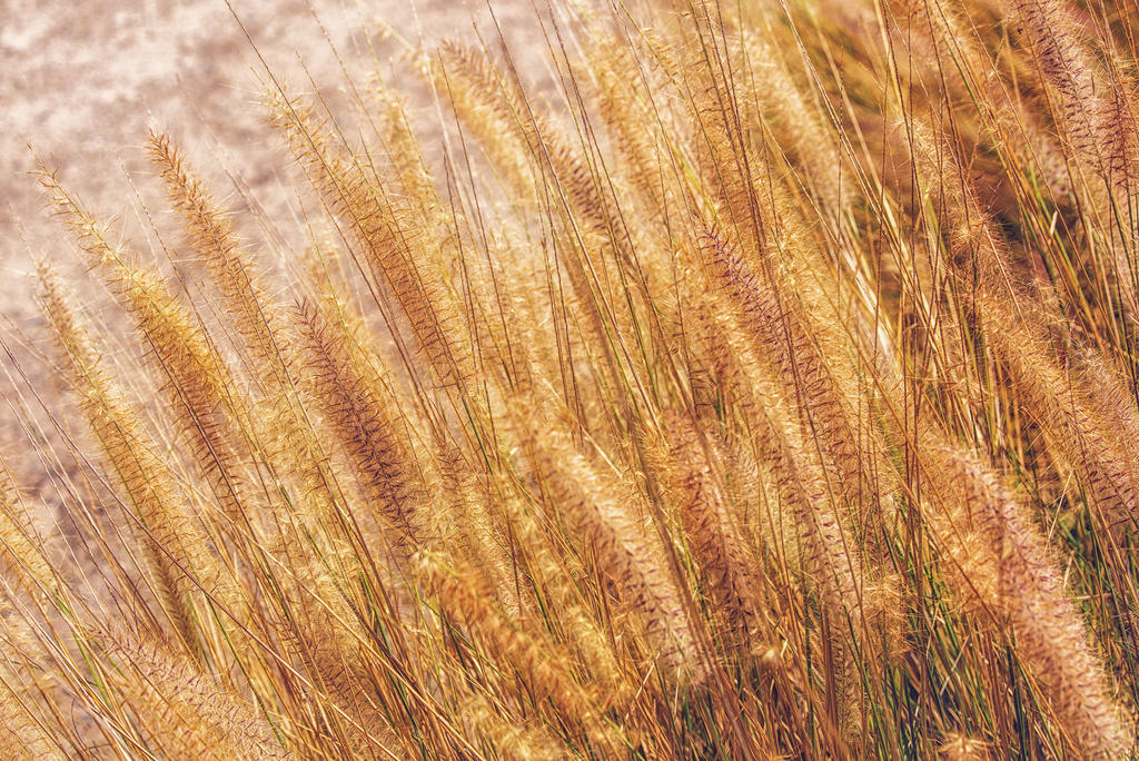 12 July 2015 - Out in the Weeds.jpg
