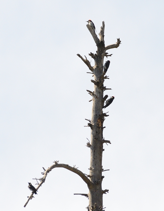 12th July 2015 050.JPG