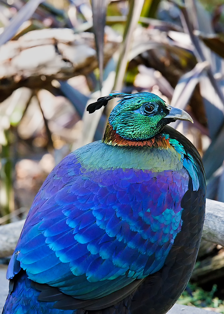 13 December 2015 - Himalayan Monal.jpg