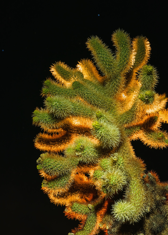 13 February 2016 - Hola Cholla!.jpg