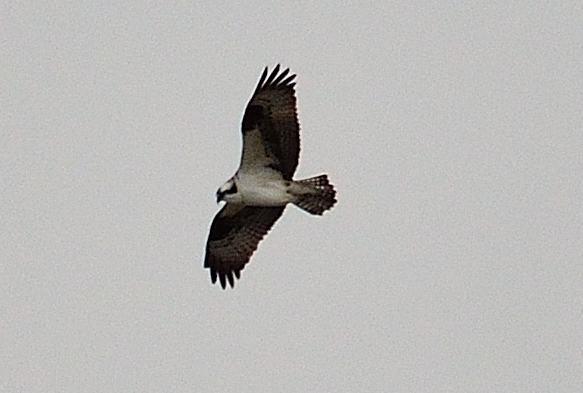 13th Apr 2014 038.JPG
