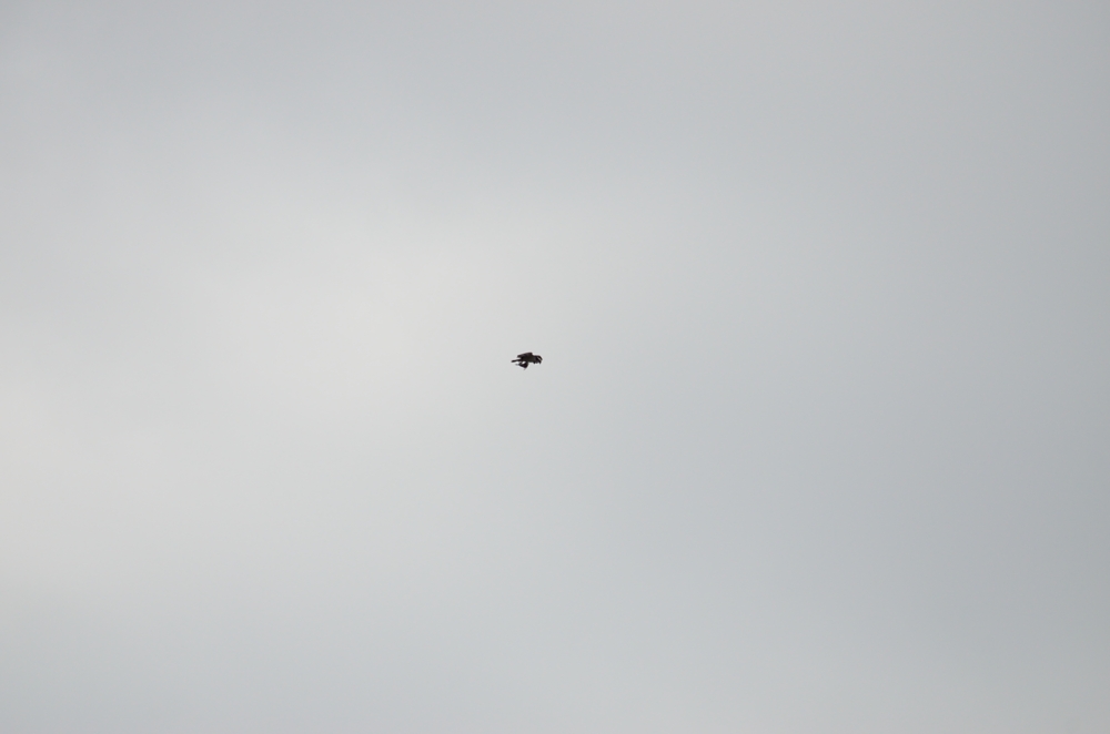13th Apr 2014 071.JPG