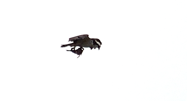 13th Apr 2014 071_01.JPG