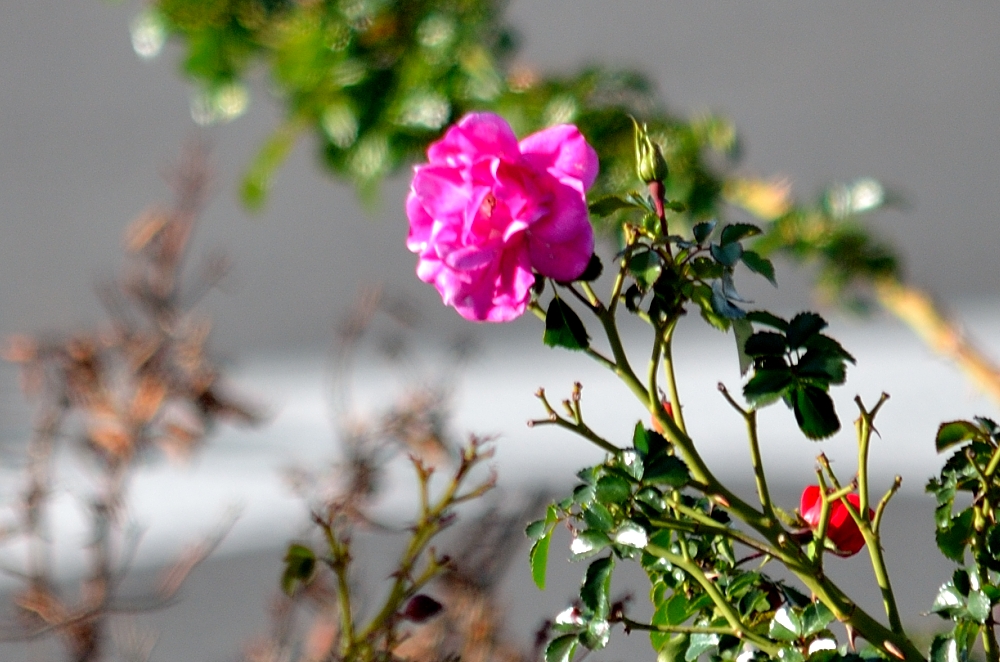 14 15 16 17th Dec 2014 001.JPG