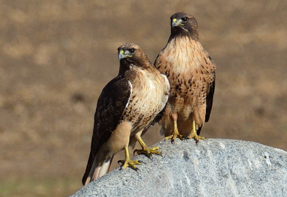 14 & 15th Nov 2014 091.JPG
