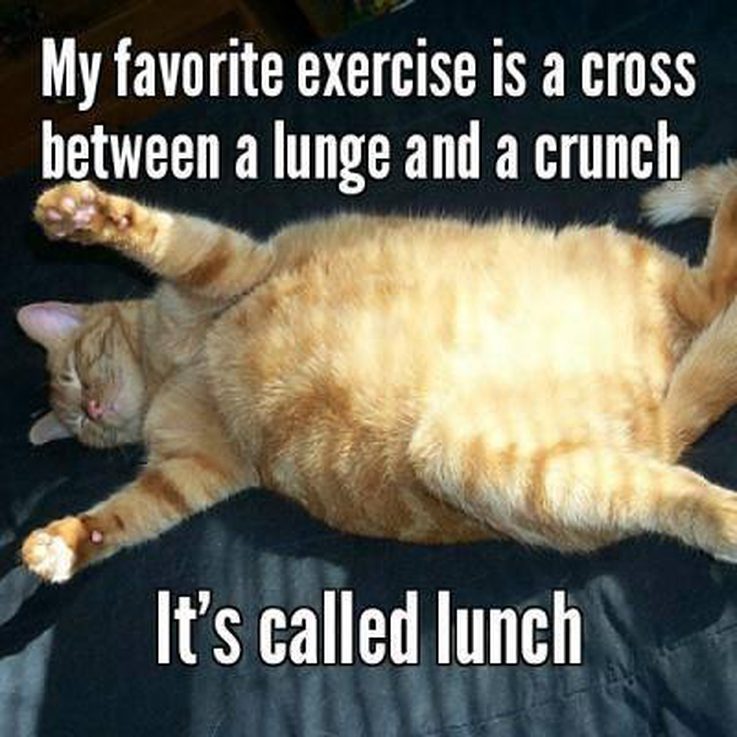 147199124755115-animal-memes-lazy-people-3-1.jpg