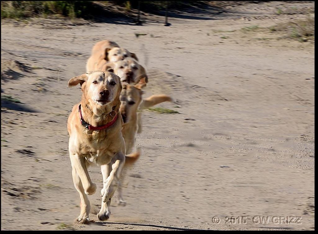 151603d1429496957-weekly-challenge-apr-15th-apr-22nd-topic-motion-dog-running.jpg