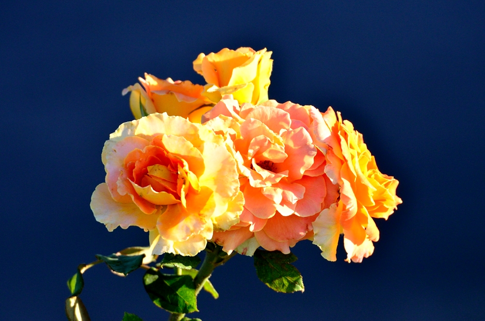 15th  July 2014 002.JPG