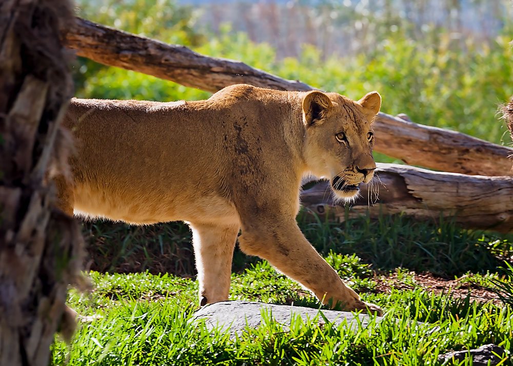 16 April 2016 - The Lioness #2.jpg