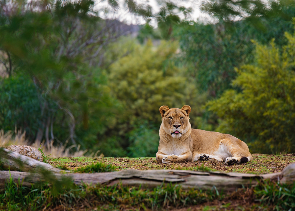 16 January 2016 - The Lioness II.jpg
