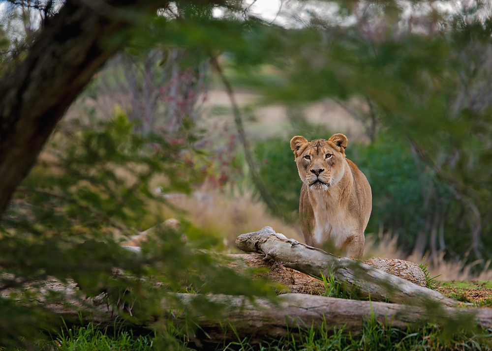 16 January 2016 - The Lioness.jpg