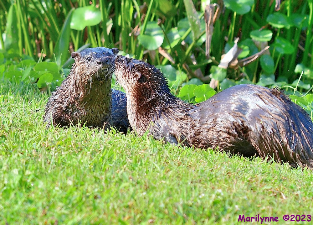 1678320118234.png 1678320118234.png