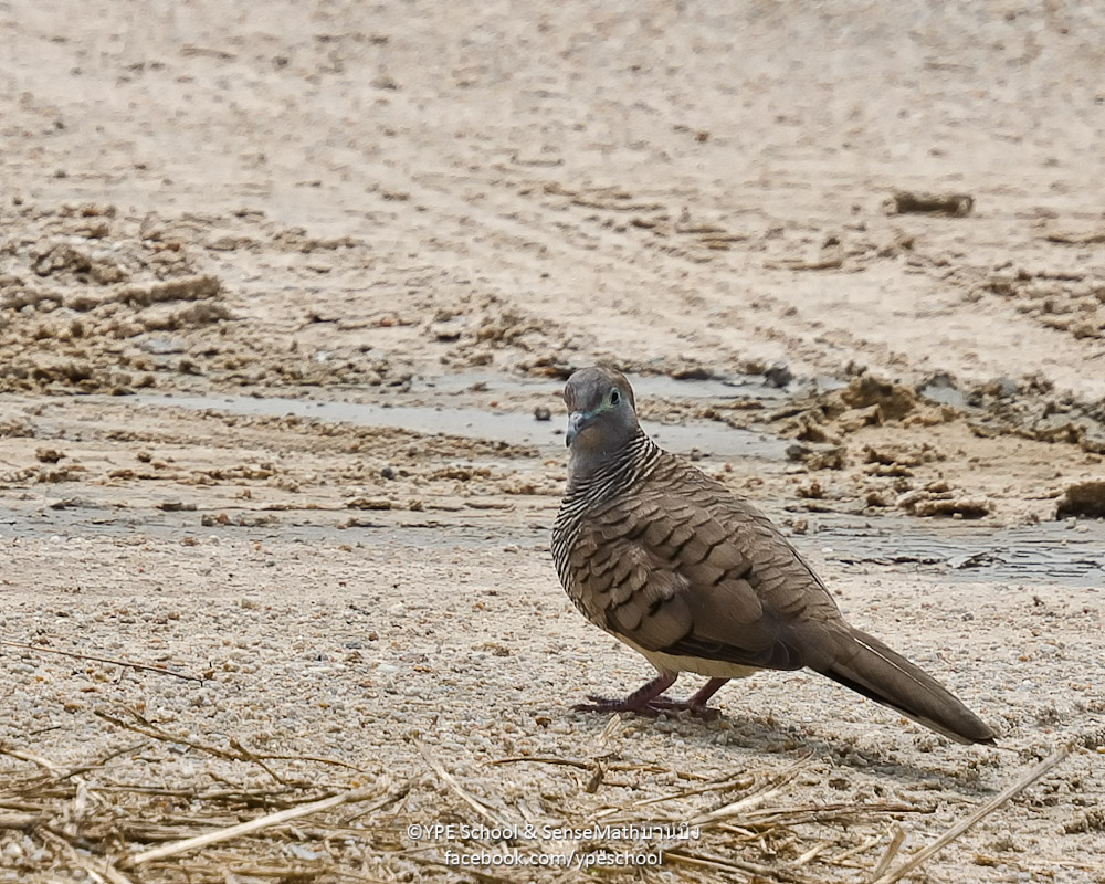 16mm-bird-1.jpg